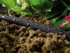 Furtun de Irigare prin Picurare 1/2" - 7,5 m, Economic și Precis pentru Udarea Plantelor