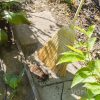 Mătură Cirok cu Coadă Lungă din Lemn, Peri Naturali Rezistenți - YORK - GRĂDINĂ DIN VIS